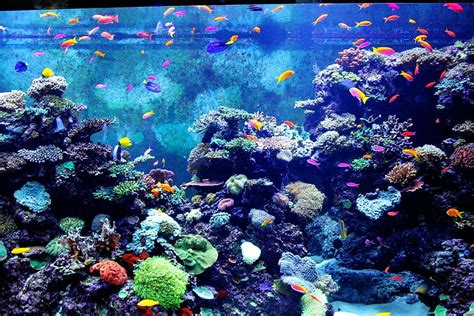 Page 2 | aquarium 1080P, 2K, 4K, 5K HD wallpapers free download ...