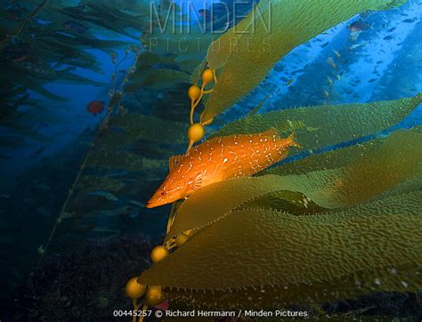 Giant Kelpfish stock photo - Minden Pictures