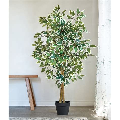 Stunning Variegated Ficus - Innovations