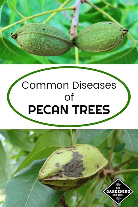 Common Diseases of Pecan Trees - Gardening Channel