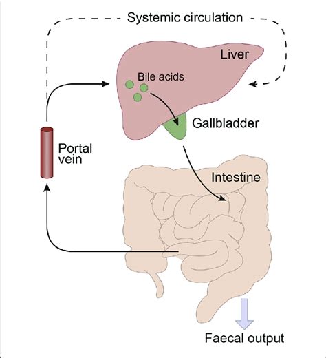 My-Goodness-Essentials-Blog-Post-Body-Enterohepatic-Circulation | My ...