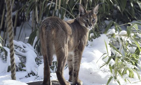 Caracal lynx | Smithsonian's National Zoo and Conservation Biology ...