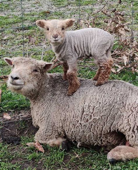 Babydoll sheep care - Babydoll sheep Australia