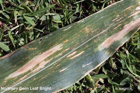 Northern corn leaf blight | UMN Extension