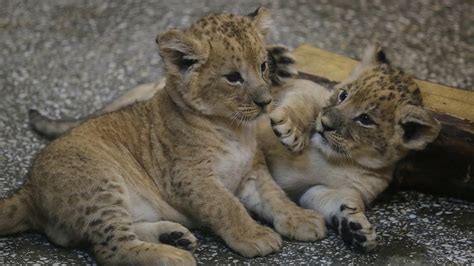 Cute alert! African lion cubs stumble through first public appearance ...