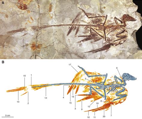 Microraptor specimen BMNHC PH881. ( A ) Photographic image and ( B ...