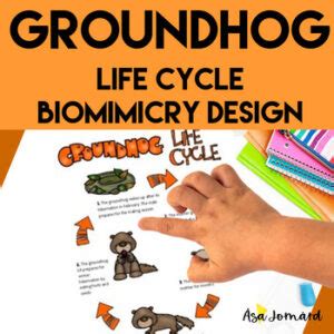 Groundhog Life Cycle | Biomimicry Design Nature Compatible with NGSS ...