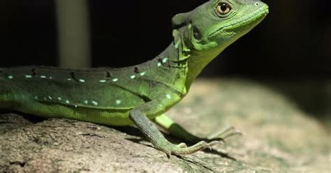 Common basilisk (Basiliscus basiliscus) in the natural habitat in the ...