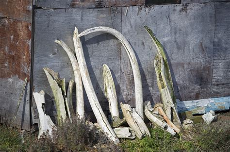 Booming trade in mammoth ivory may be bad news for elephants | Science ...