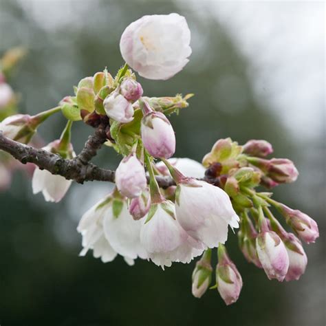 Prunus 'Shirotae' | Blossom of Japanese flowering cherry Pru… | Flickr