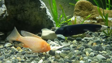 Black ghost knife fish tank mates - YouTube