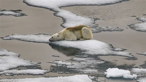 Melting Ice Caps Due to Global Warming