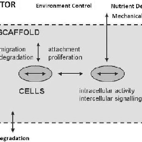 Schematic of tissue engineering processes | Download Scientific Diagram