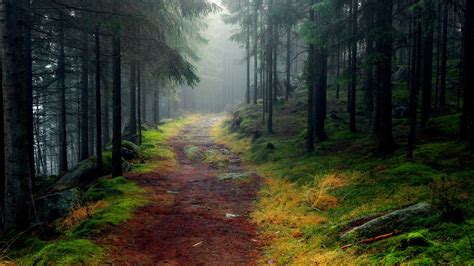 Natur, Landschaft, Wald, Bäume, Straßen-, Nebel 1920x1080 Full HD 2K ...