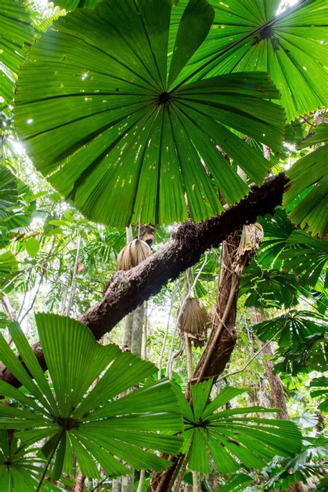 Dubuji Boardwalk - Daintree Rainforest, Australia | Rainforest plants ...