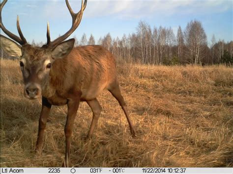 The Flourishing Wildlife of Chernobyl Despite High Levels of Radiation