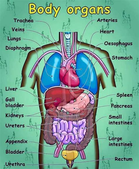 English Vocabulary: Internal Organs of the Human Body - ESLBuzz ...