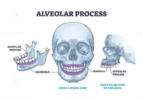 Alveolar process with anatomical head bone ridge for teeth outline ...