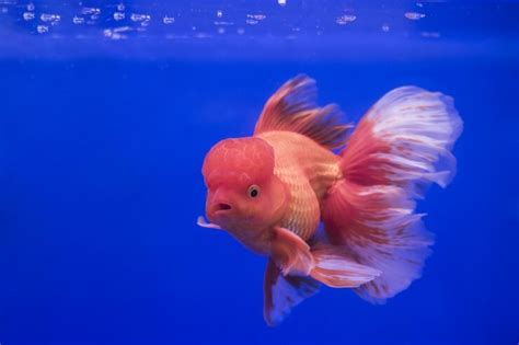 Oranda Goldfish: Care Guide, Types & Species Profile - Everything ...