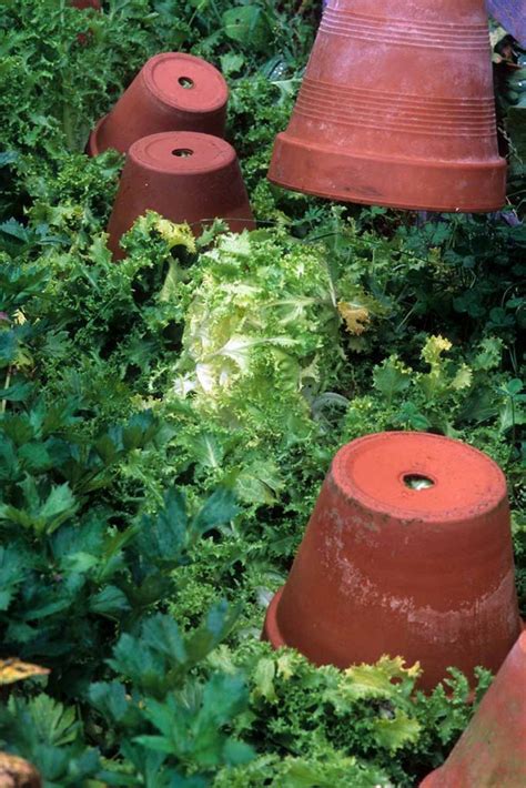 How to Grow Endive (Cichorium Endivia) | Gardener’s Path