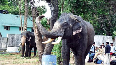 Dasara elephants to be welcomed at Mysore Palace tomorrow - Star of Mysore