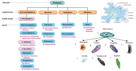 Protozoa- Definition, Characteristics, Classification, Examples