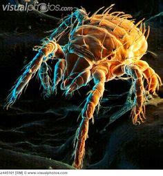 Mosquito | Electron Microscope | Pinterest | Electron microscope