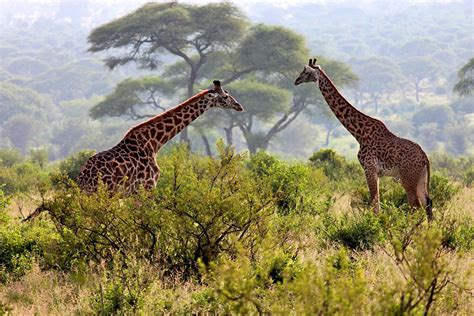 Arusha National Park