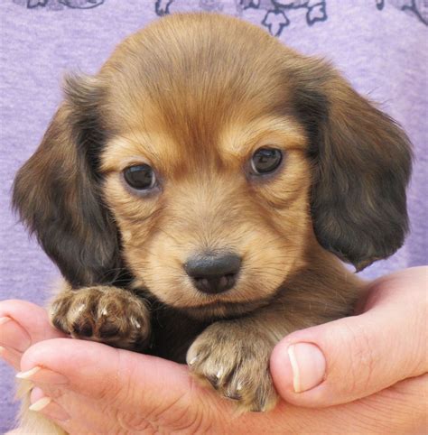 Dachshund Puppies - Long Haired Miniature Doxie Breeders | Dachshund ...