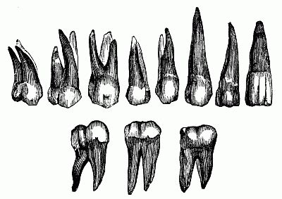 Tooth Sketch