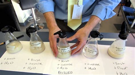 Alcoholic Fermentation in Yeast Lab - AdammcyGuerra