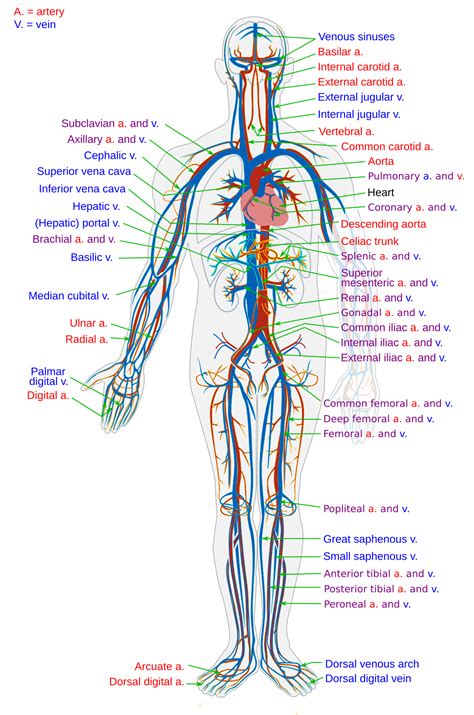 Circulatory system - Wikipedia