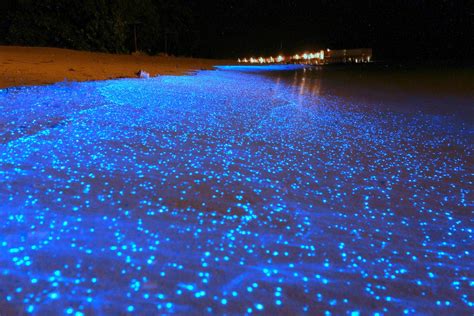 Maldives beach becomes sea of stars thanks to bioluminescent ...