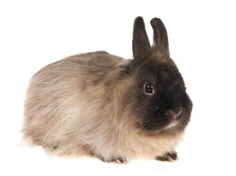 Jersey Wooly Rabbits | USA Rabbit Breeders