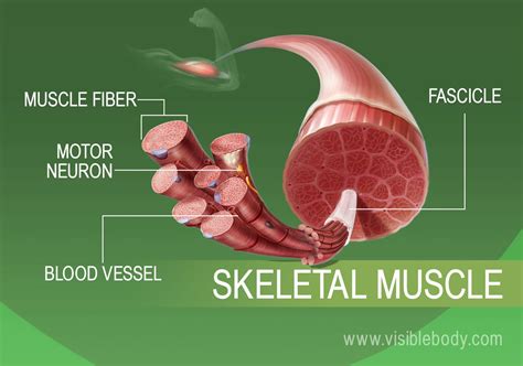 Smooth Muscle Skeletal Muscle