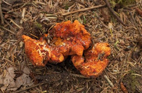 80 Best images about Lobster mushroom - Hypomyces lactifluorum on ...