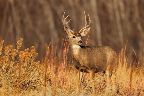 Mule Deer Buck In Tall Grass Fine Art Photo Print | Photos by Joseph C ...