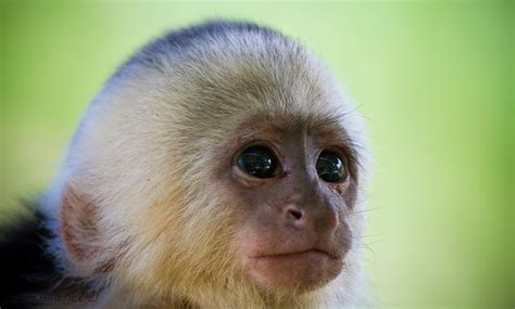 The white faced capuchin, also known as the white headed capuchin and ...