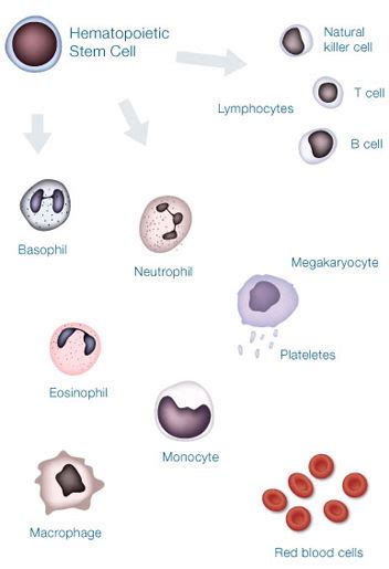 Stem Cells in Use