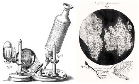 What Year Did Robert Hooke Invent The Microscope