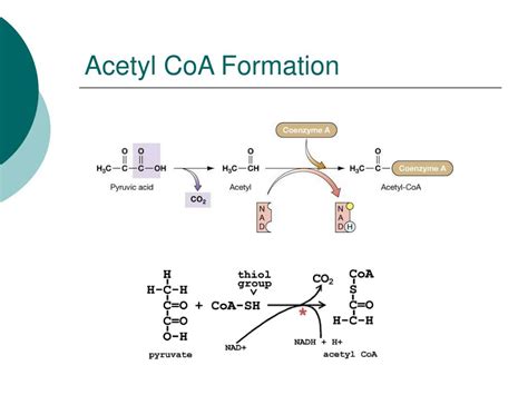 Acetyl Coa Formation Inputs And Outputs