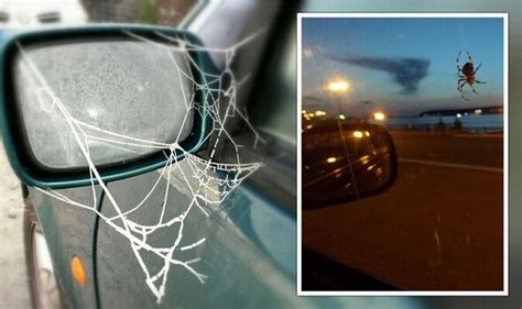 Driver warning: Warning issued to drivers as spider season begins in ...