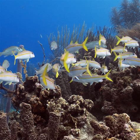 Buccoo Reef Glass bottom boat with beach stay at Pigeon Point - Tobagotours