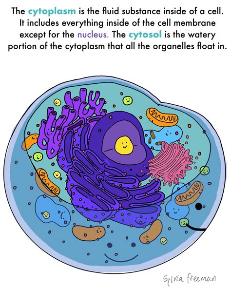 Cytoplasm — Structure & Function - Expii