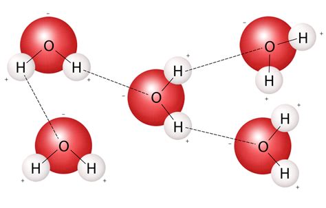 The strong polar bond between water molecules creates water cohesion.