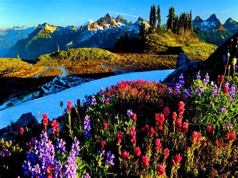 Beautiful Flowers Scenery Images - Natural Flower Wallpaper Download ...