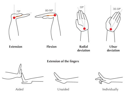 Human Anatomy Fundamentals: Flexibility and Joint Limitations | Envato ...