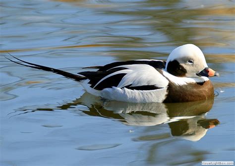 British Ducks, Identify UK Ducks - Wildfowl Photography.