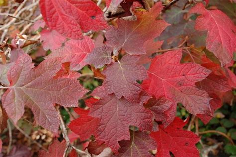 hydrangea oakleaf fall color - - Yahoo Image Search Results | Hydrangea ...