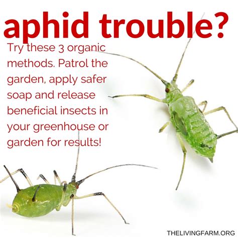 3 Easy Organic Aphid Control Techniques for the Garden